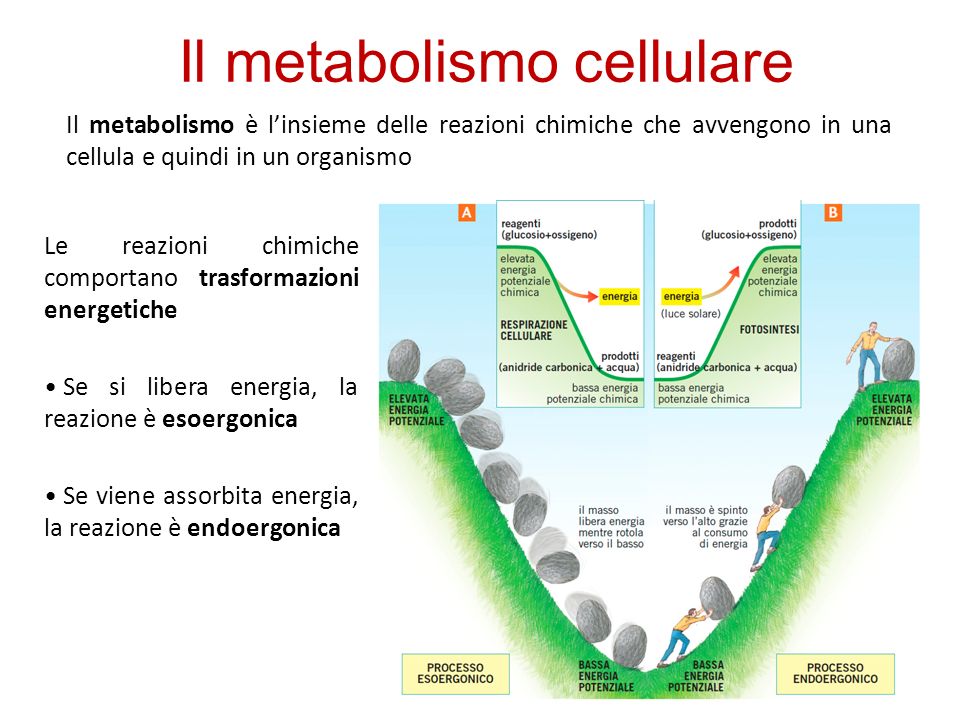 Il metabolismo cellulare