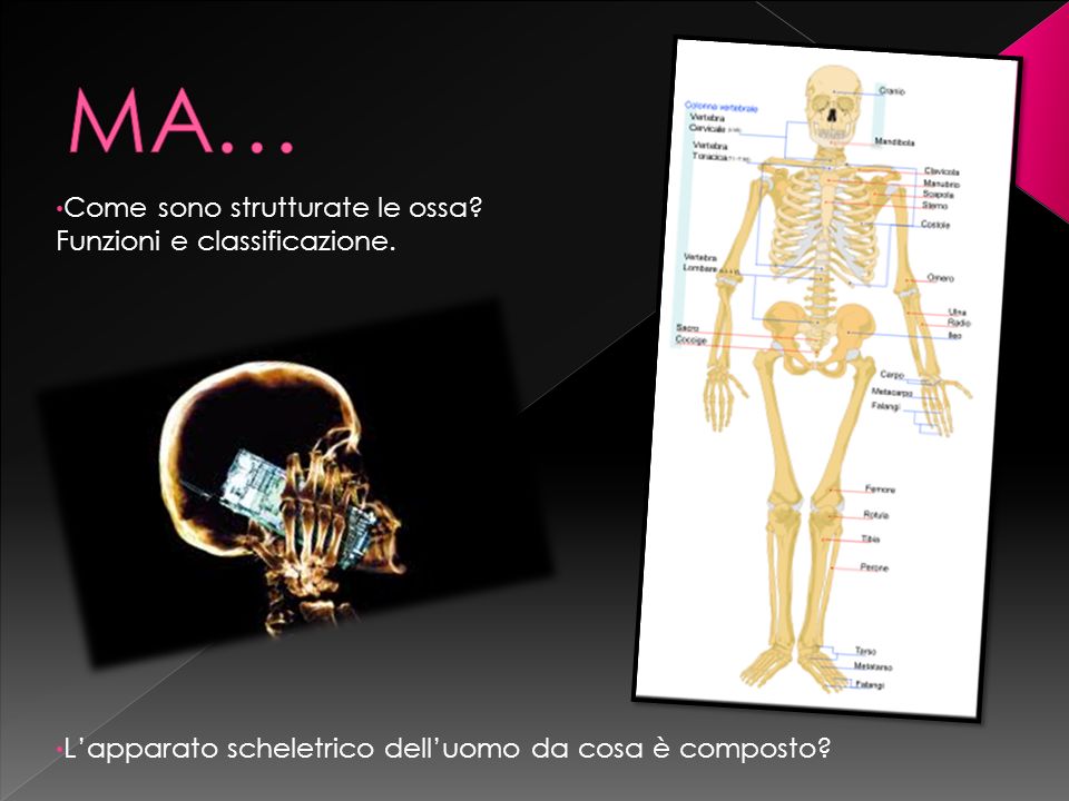 MA… Come sono strutturate le ossa Funzioni e classificazione.