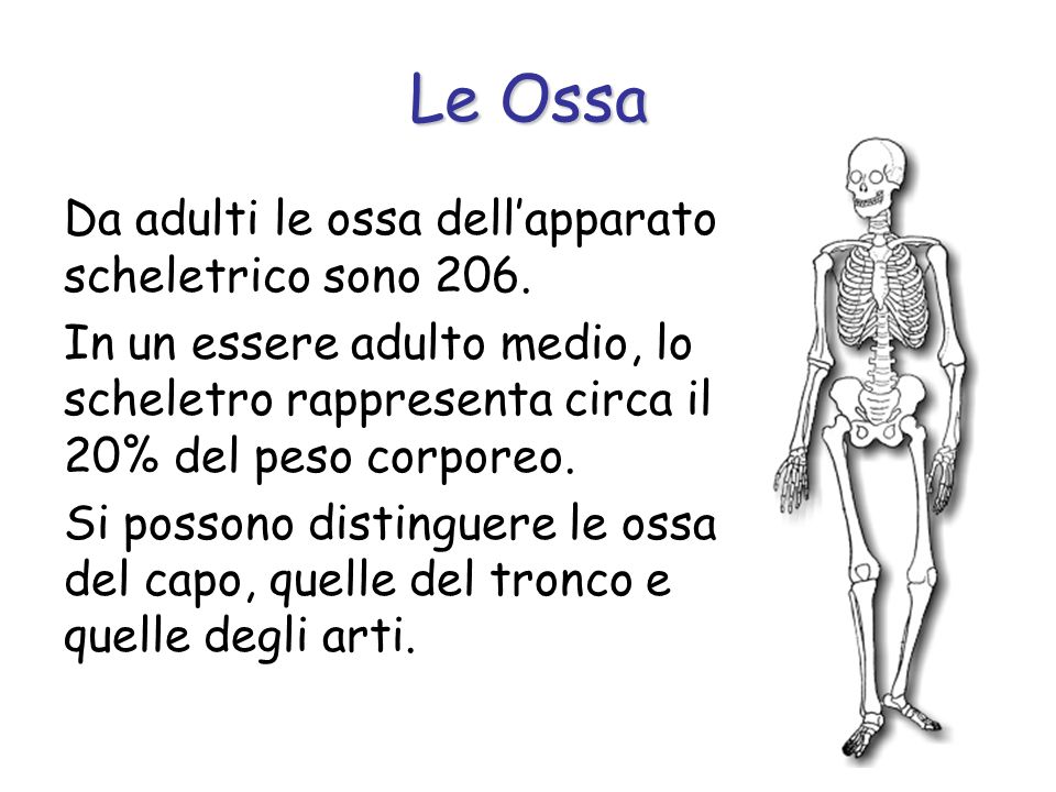 Le Ossa Da adulti le ossa dell’apparato scheletrico sono 206.