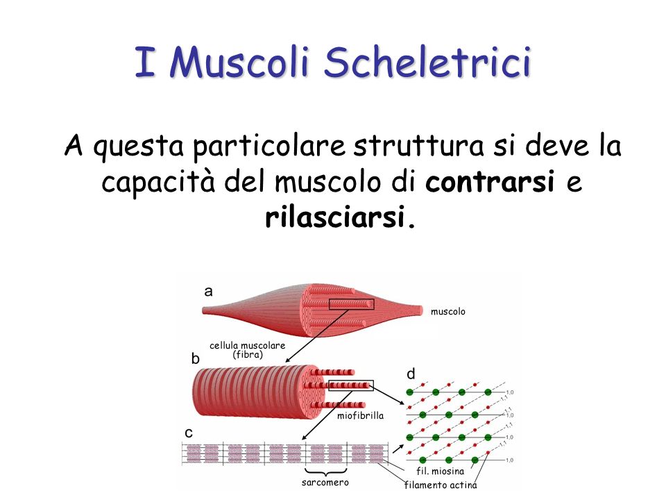 I Muscoli Scheletrici A questa particolare struttura si deve la capacità del muscolo di contrarsi e rilasciarsi.