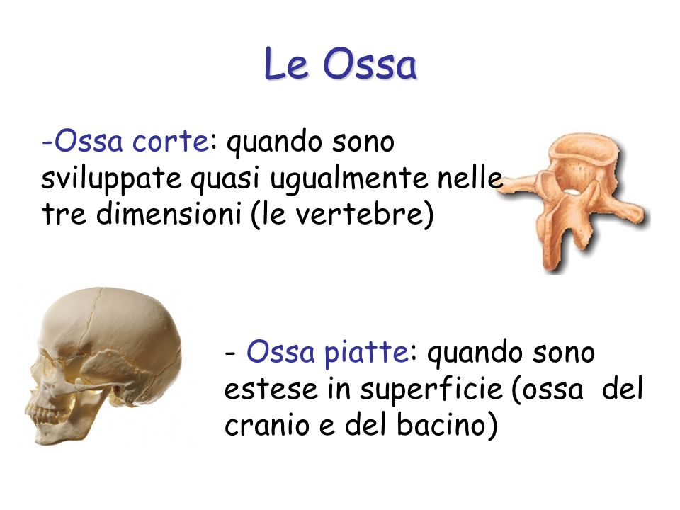 Le Ossa Ossa corte: quando sono sviluppate quasi ugualmente nelle tre dimensioni (le vertebre)