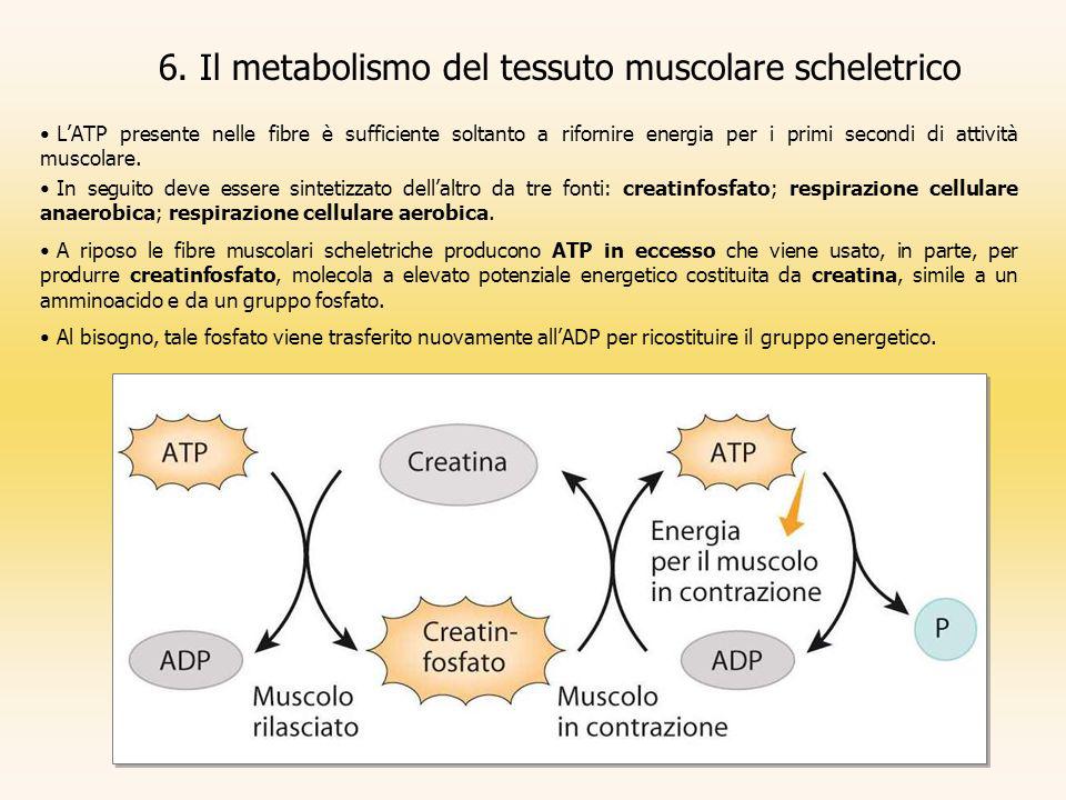 6. Il metabolismo del tessuto muscolare scheletrico