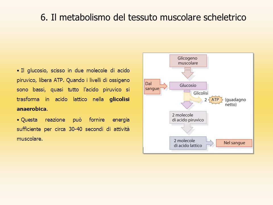 6. Il metabolismo del tessuto muscolare scheletrico
