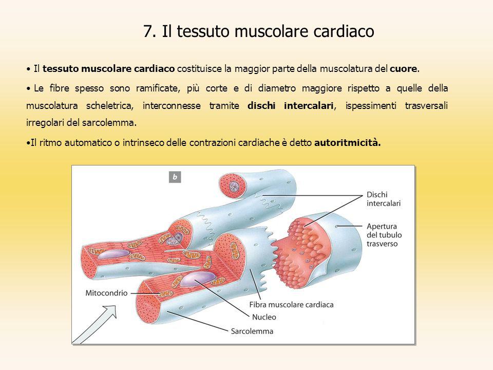 7. Il tessuto muscolare cardiaco