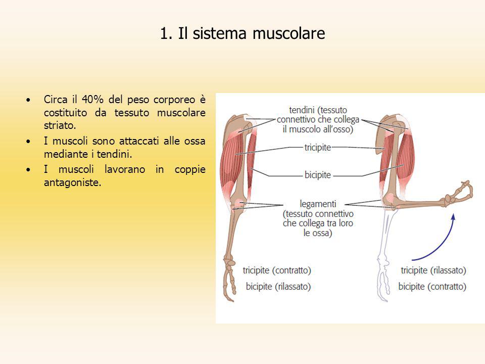 1. Il sistema muscolare Circa il 40% del peso corporeo è costituito da tessuto muscolare striato.