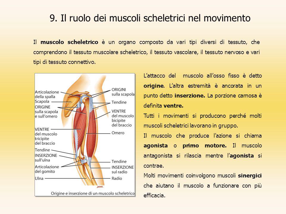 9. Il ruolo dei muscoli scheletrici nel movimento