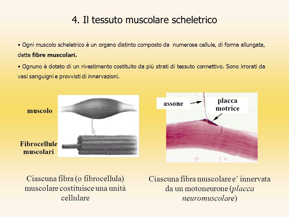 4. Il tessuto muscolare scheletrico