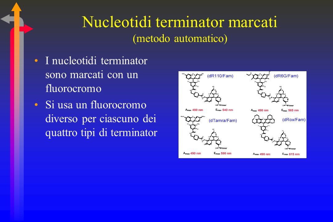Nucleotidi terminator marcati (metodo automatico)