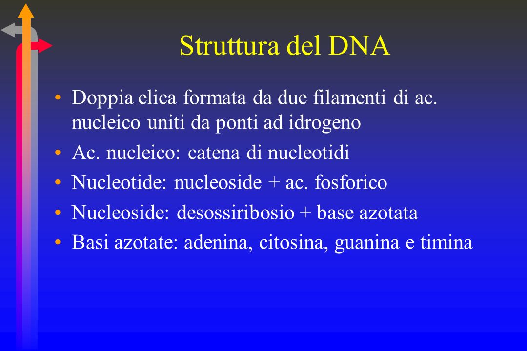Struttura del DNA Doppia elica formata da due filamenti di ac. nucleico uniti da ponti ad idrogeno.
