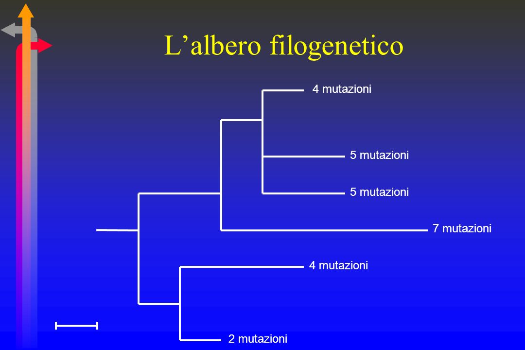 L’albero filogenetico
