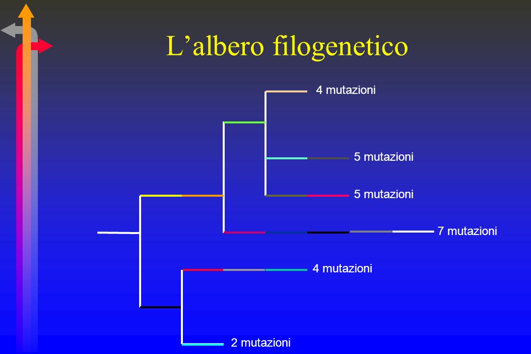 L’albero filogenetico