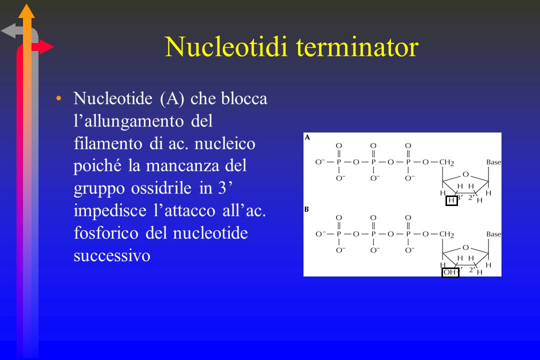 Nucleotidi terminator