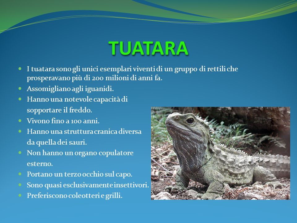 TUATARA I tuatara sono gli unici esemplari viventi di un gruppo di rettili che prosperavano più di 200 milioni di anni fa.