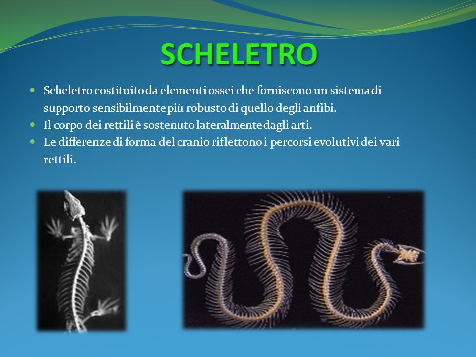 SCHELETRO Scheletro costituito da elementi ossei che forniscono un sistema di. supporto sensibilmente più robusto di quello degli anfibi.