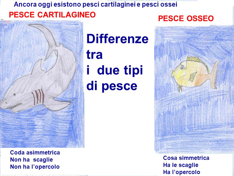 Differenze tra i due tipi di pesce PESCE CARTILAGINEO PESCE OSSEO