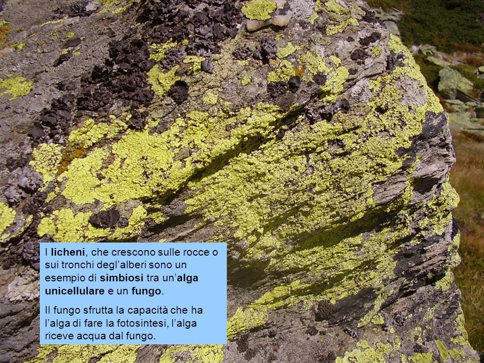 I licheni, che crescono sulle rocce o sui tronchi degl’alberi sono un esempio di simbiosi tra un’alga unicellulare e un fungo.