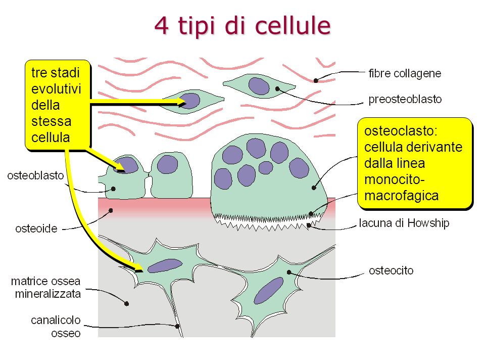4 tipi di cellule tre stadi evolutivi della stessa cellula