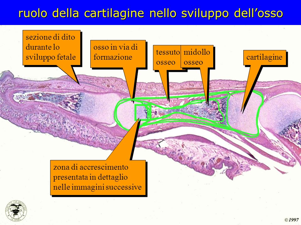 ruolo della cartilagine nello sviluppo dell’osso