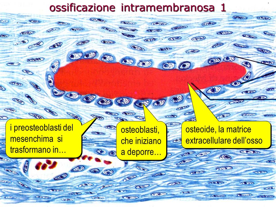 ossificazione intramembranosa 1