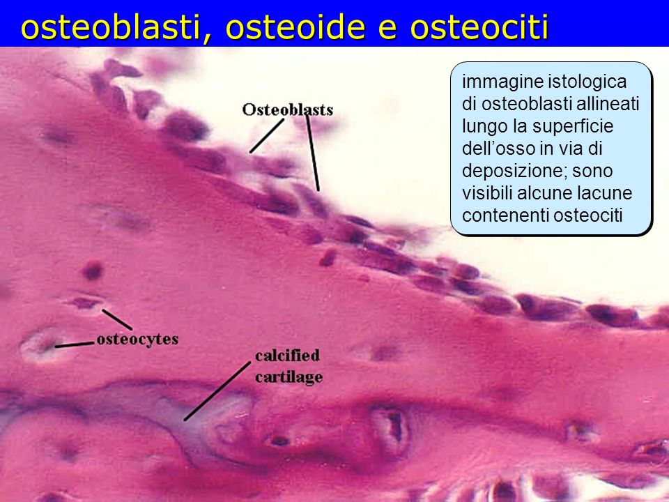osteoblasti, osteoide e osteociti