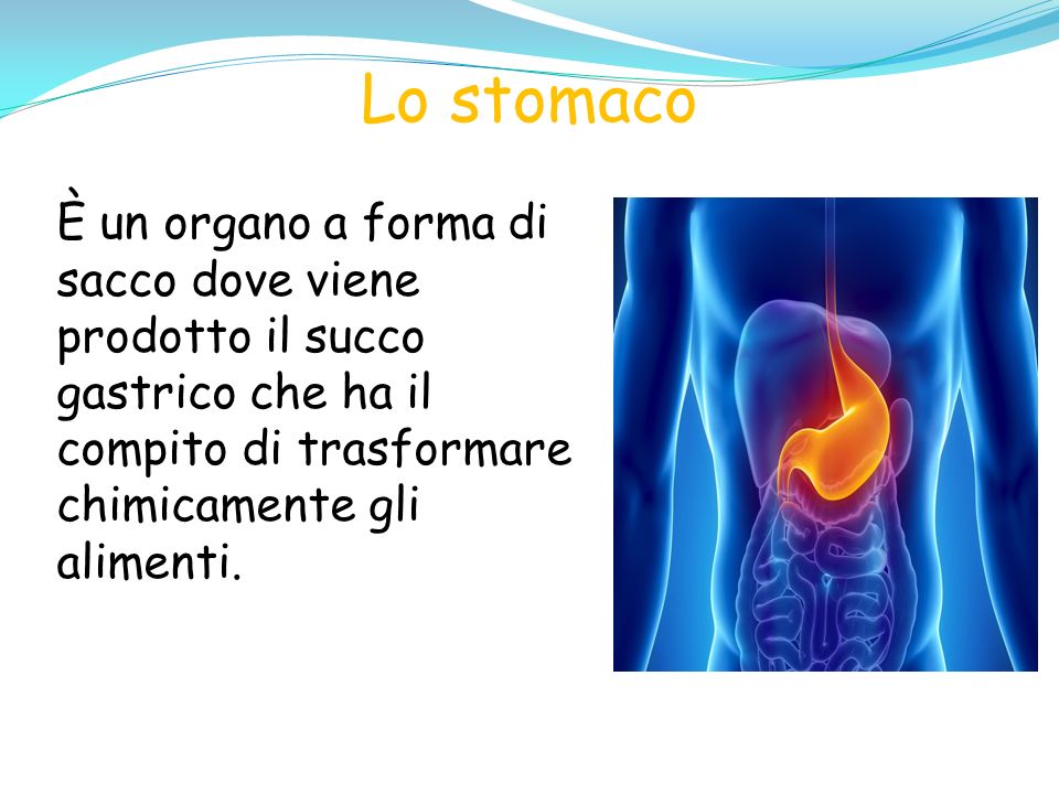 Lo stomaco È un organo a forma di sacco dove viene prodotto il succo gastrico che ha il compito di trasformare chimicamente gli alimenti.