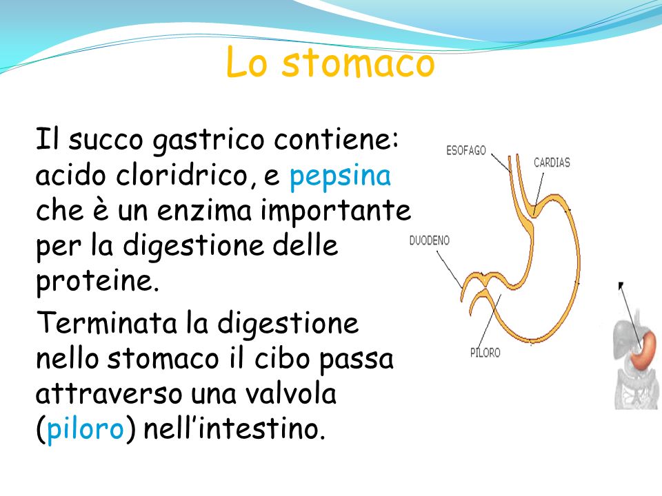 Lo stomaco Il succo gastrico contiene: acido cloridrico, e pepsina che è un enzima importante per la digestione delle proteine.