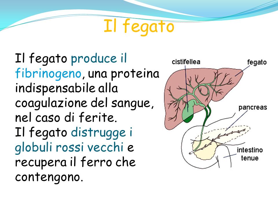 Il fegato Il fegato produce il fibrinogeno, una proteina indispensabile alla coagulazione del sangue, nel caso di ferite.