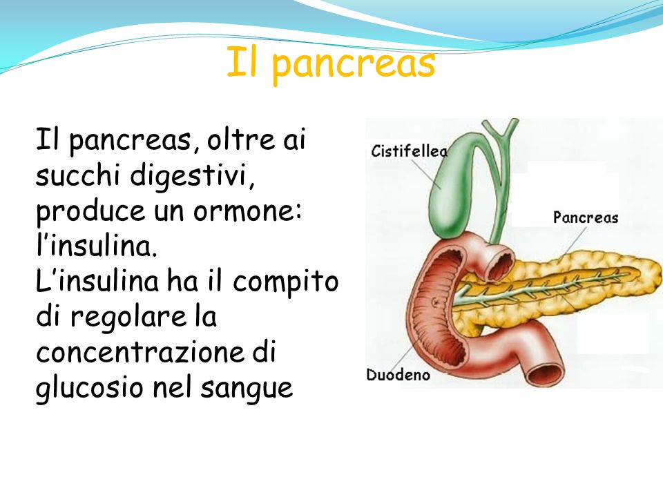 Il pancreas Il pancreas, oltre ai succhi digestivi, produce un ormone: l’insulina.
