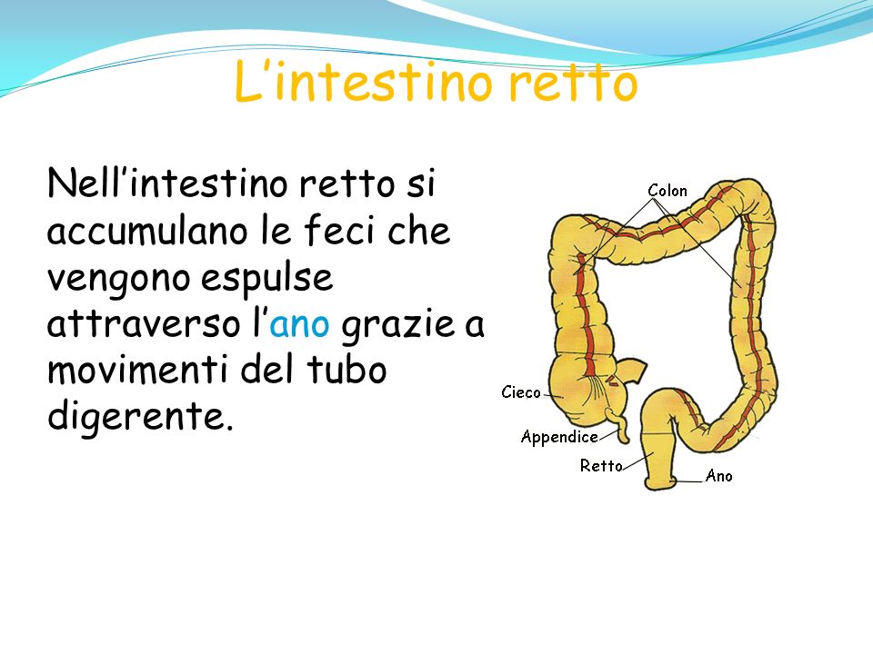 L’intestino retto Nell’intestino retto si accumulano le feci che vengono espulse attraverso l’ano grazie a movimenti del tubo digerente.