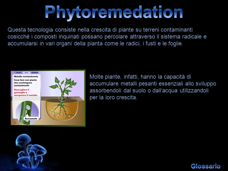 Phytoremedation Glossario