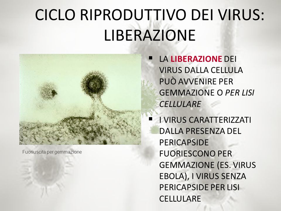 CICLO RIPRODUTTIVO DEI VIRUS: LIBERAZIONE