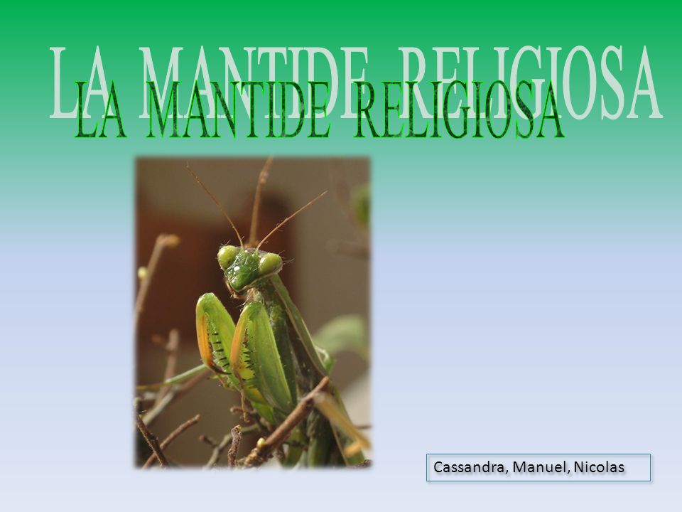 LA MANTIDE RELIGIOSA Cassandra, Manuel, Nicolas
