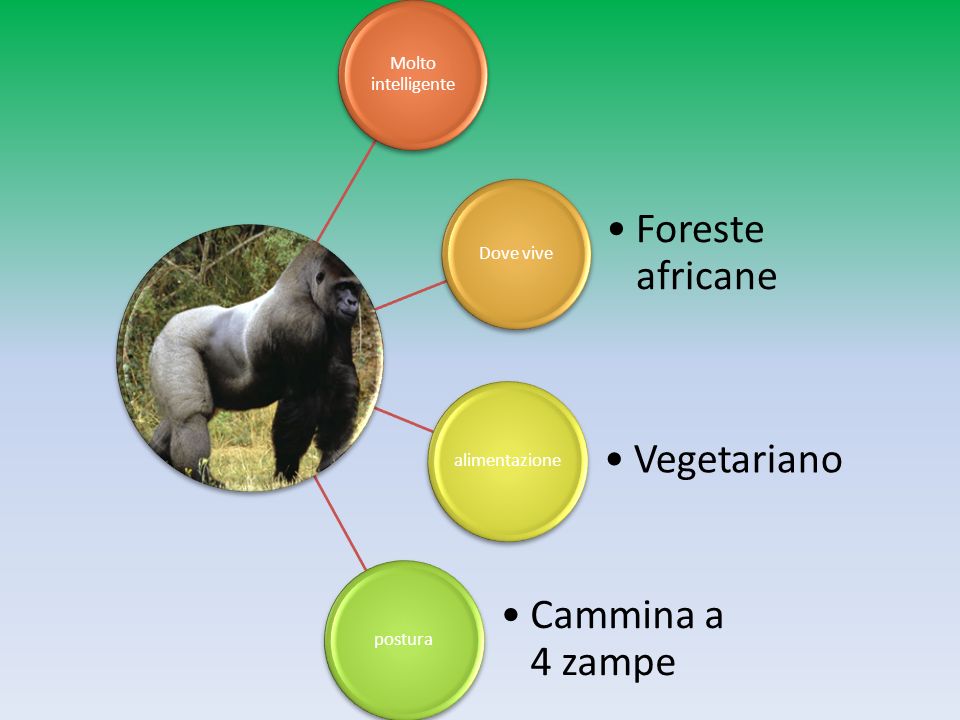 Molto intelligente Dove vive Foreste africane alimentazione Vegetariano postura Cammina a 4 zampe