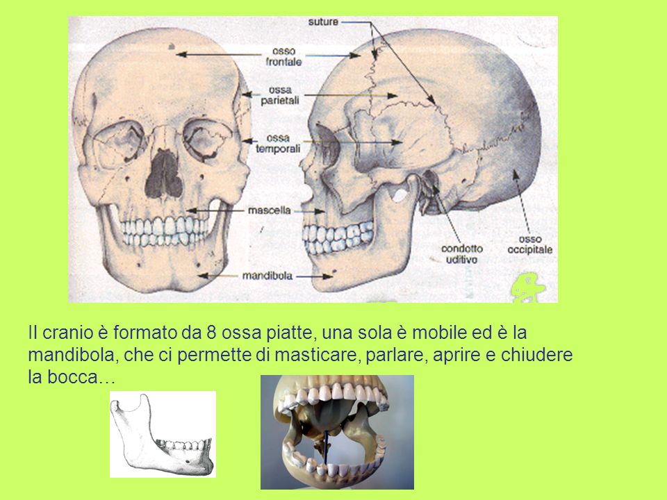 Il cranio è formato da 8 ossa piatte, una sola è mobile ed è la mandibola, che ci permette di masticare, parlare, aprire e chiudere la bocca…