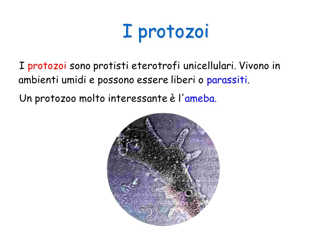 I protozoi I protozoi sono protisti eterotrofi unicellulari. Vivono in ambienti umidi e possono essere liberi o parassiti.