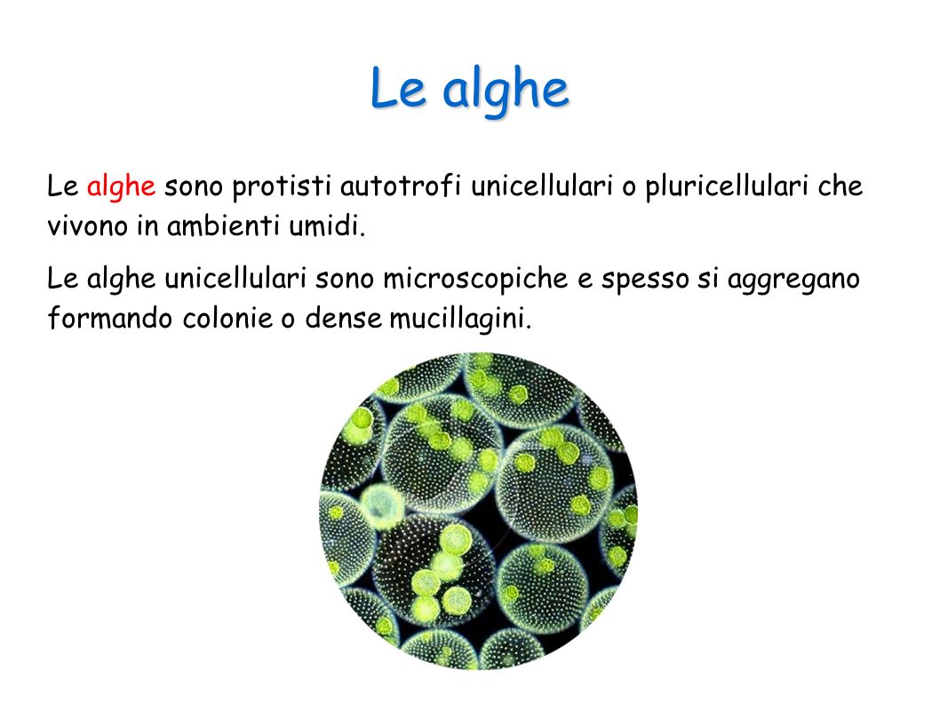 Le alghe Le alghe sono protisti autotrofi unicellulari o pluricellulari che vivono in ambienti umidi.