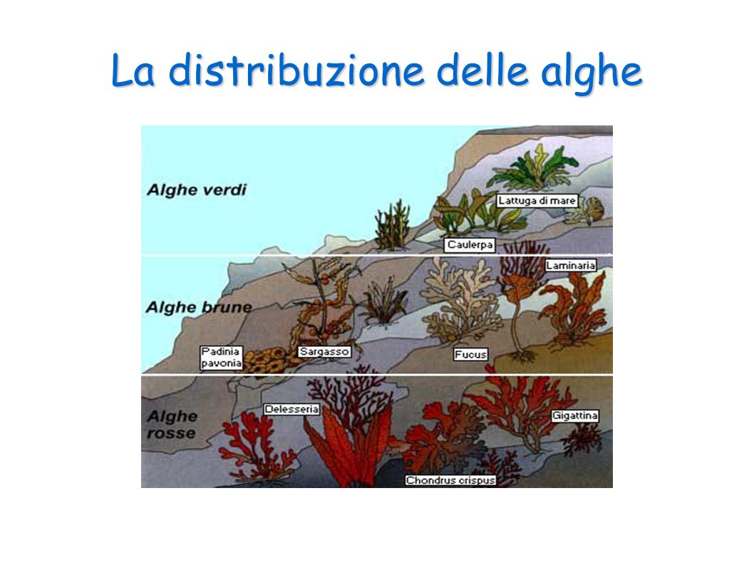 La distribuzione delle alghe