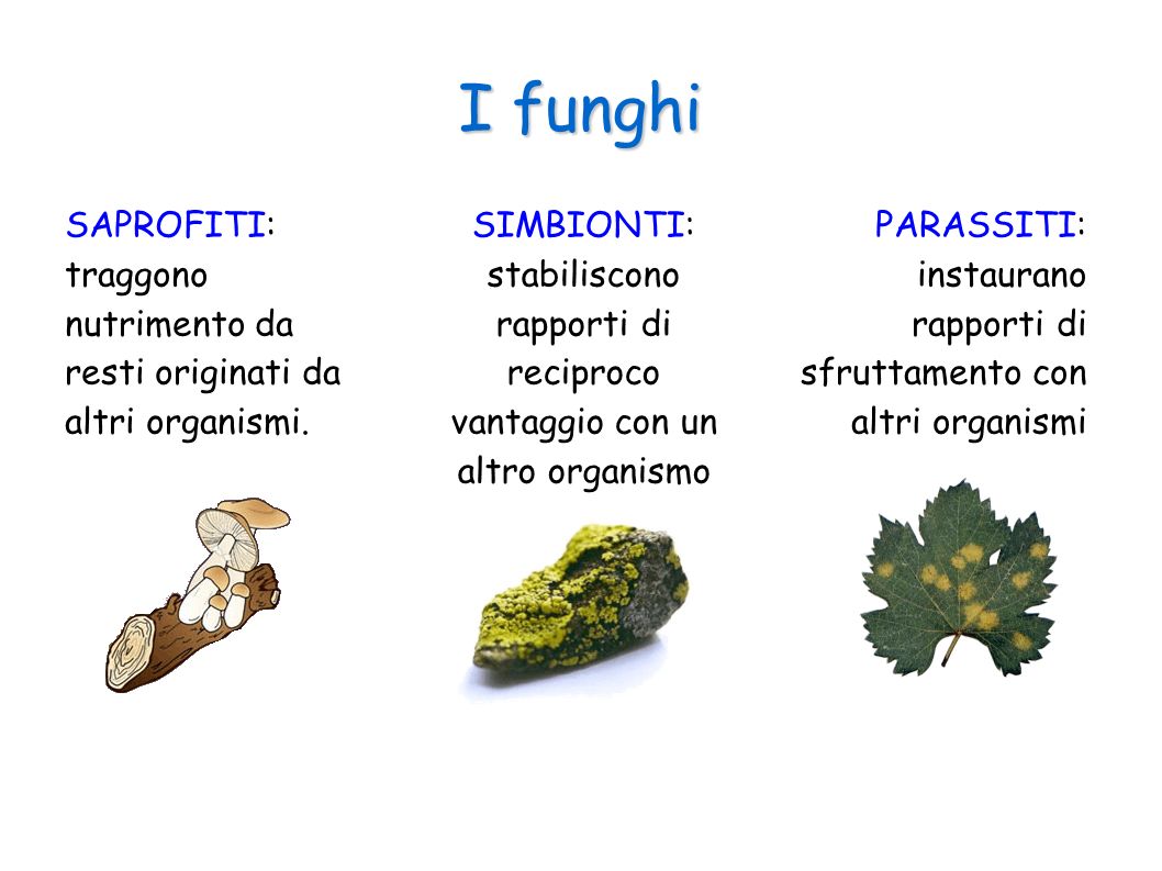 I funghi SAPROFITI: traggono nutrimento da resti originati da altri organismi.