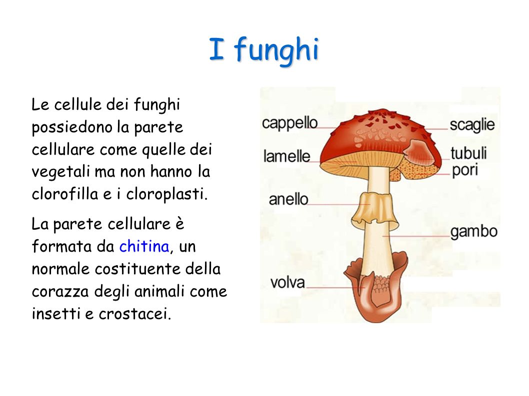I funghi Le cellule dei funghi possiedono la parete cellulare come quelle dei vegetali ma non hanno la clorofilla e i cloroplasti.