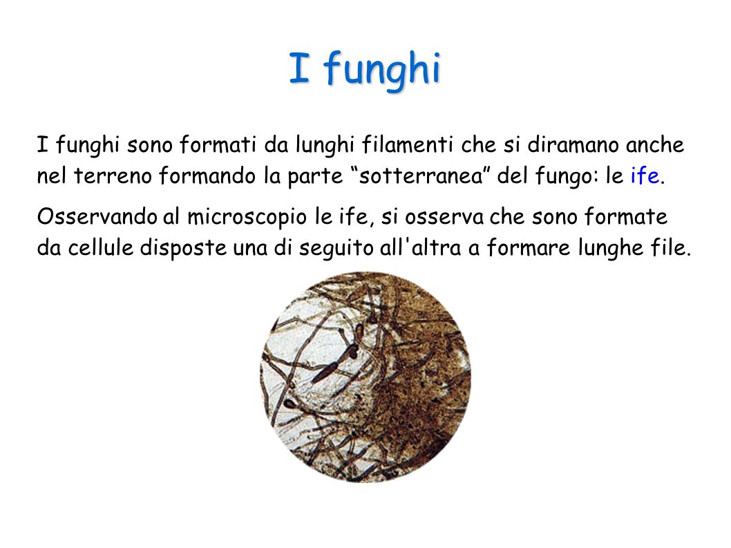 I funghi I funghi sono formati da lunghi filamenti che si diramano anche nel terreno formando la parte sotterranea del fungo: le ife.