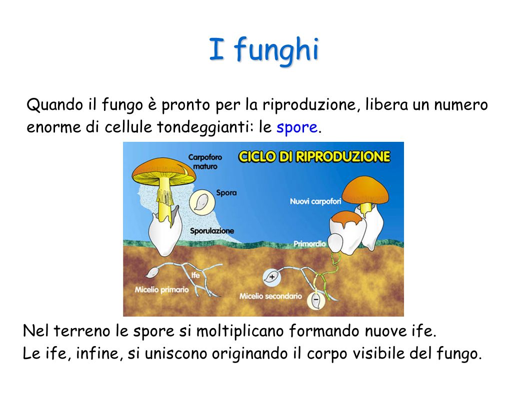 I funghi Quando il fungo è pronto per la riproduzione, libera un numero enorme di cellule tondeggianti: le spore.