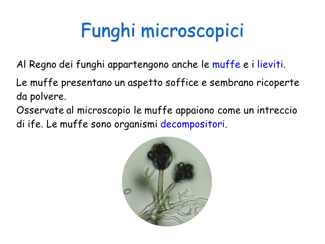 Funghi microscopici Al Regno dei funghi appartengono anche le muffe e i lieviti.