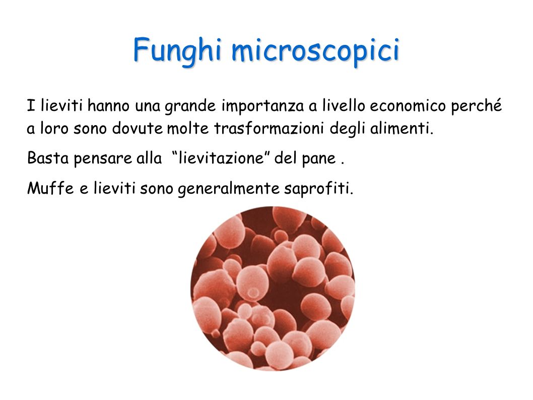 Funghi microscopici I lieviti hanno una grande importanza a livello economico perché a loro sono dovute molte trasformazioni degli alimenti.