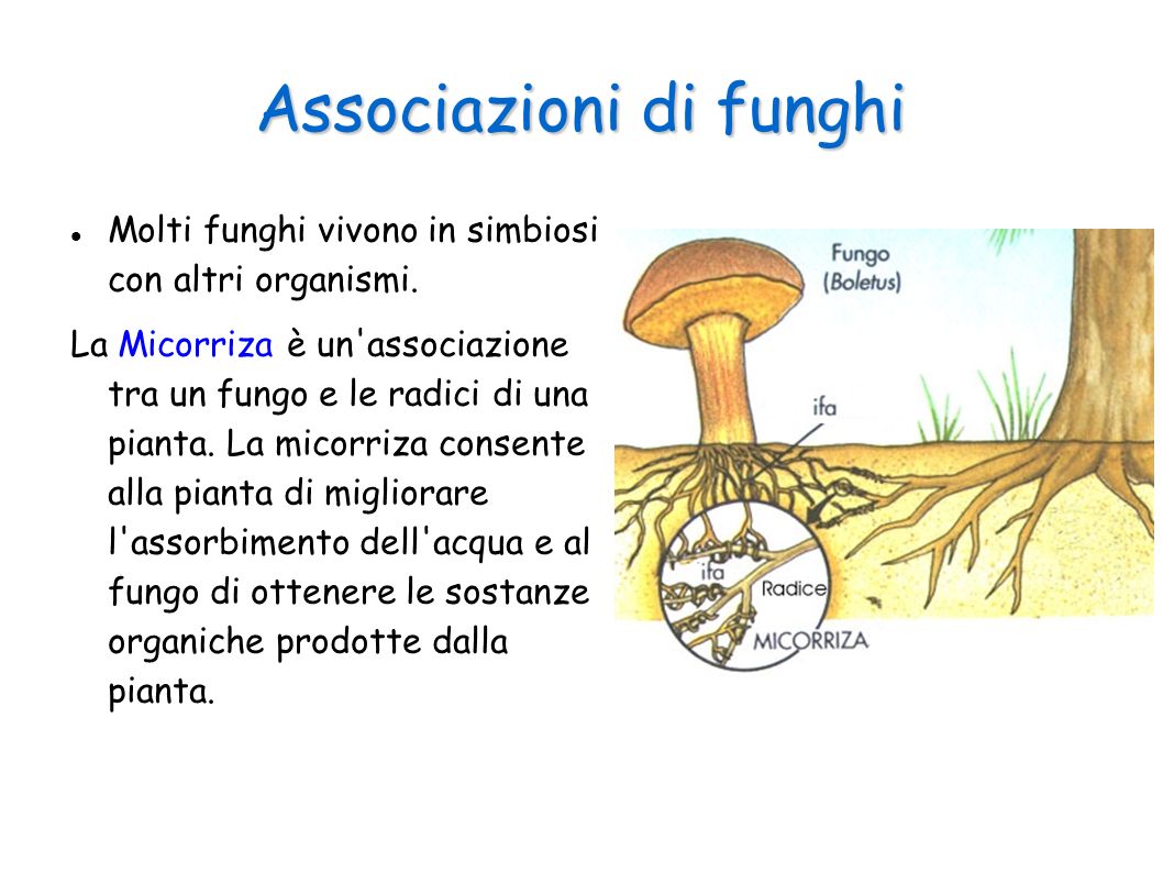 Associazioni di funghi