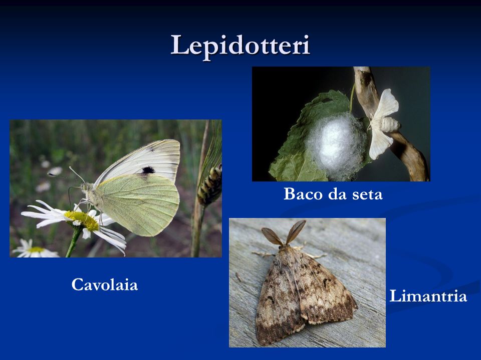 Lepidotteri Baco da seta Cavolaia Limantria