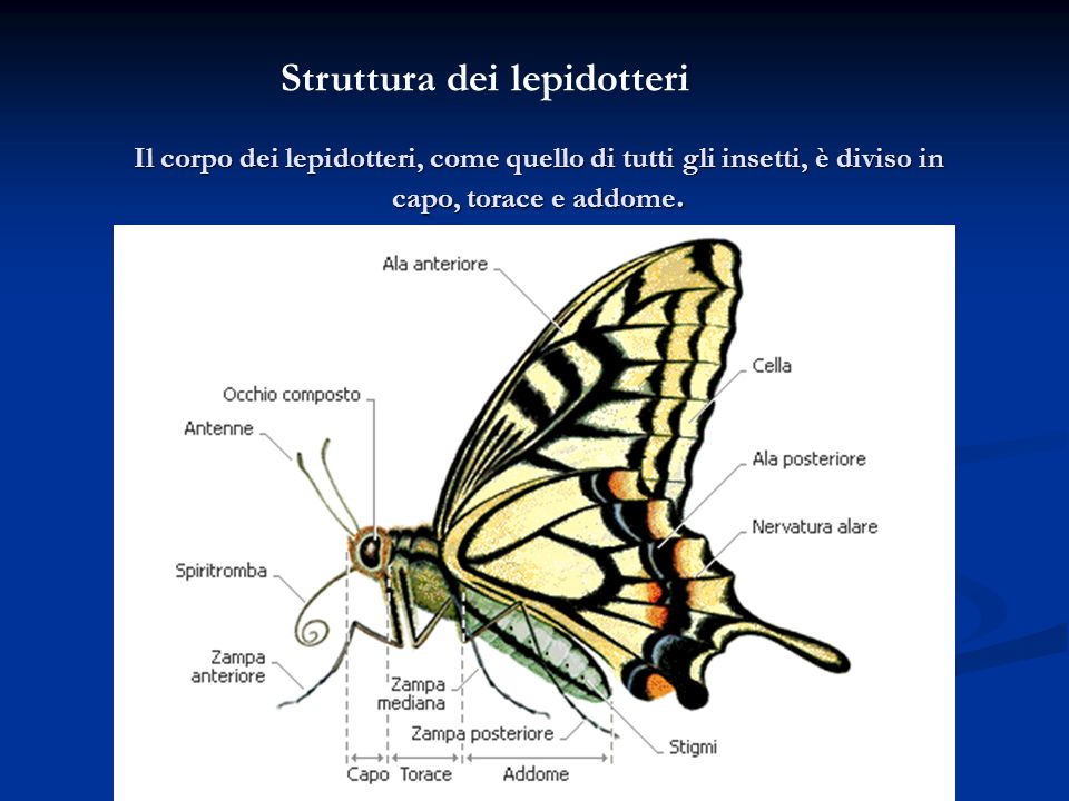 Struttura dei lepidotteri