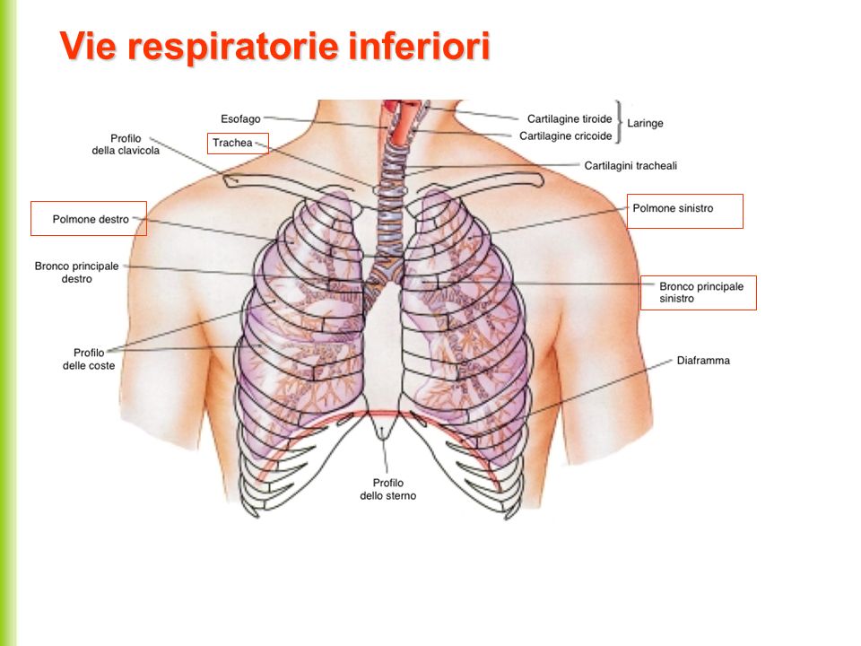Vie respiratorie inferiori