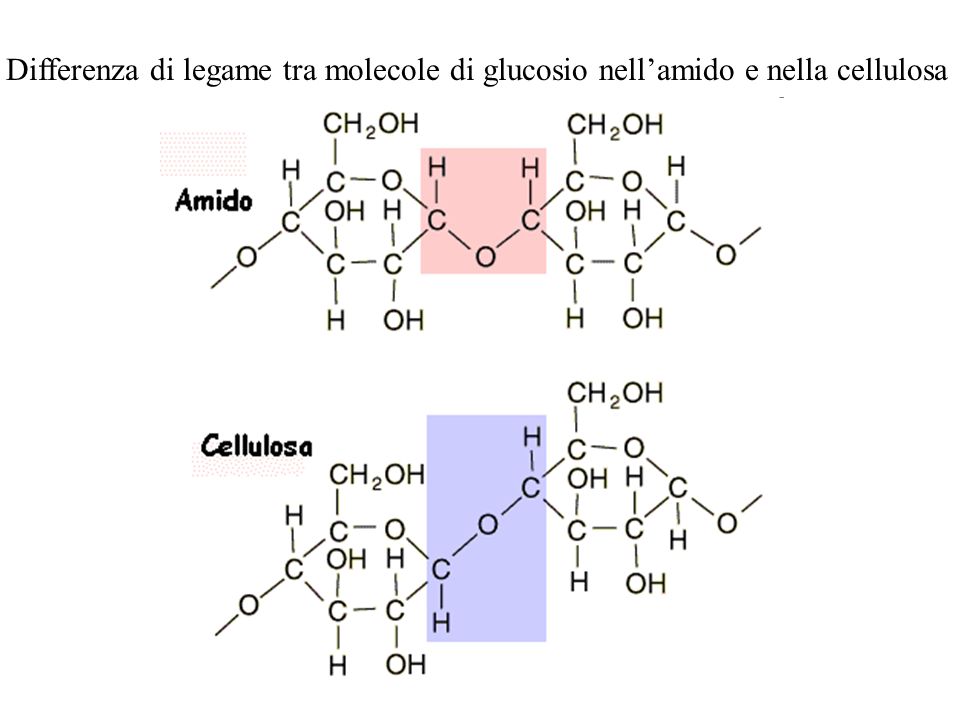 Differenza di legame tra molecole di glucosio nell’amido e nella cellulosa