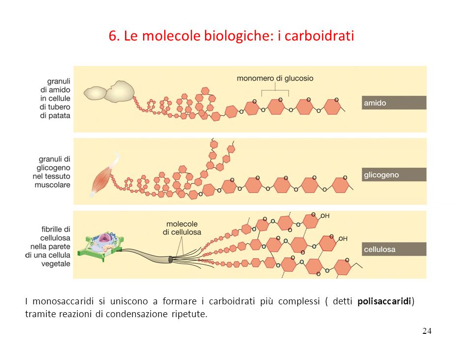 6. Le molecole biologiche: i carboidrati