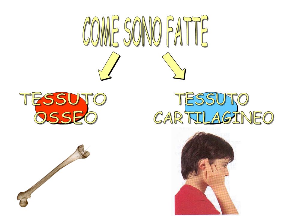 COME SONO FATTE TESSUTO OSSEO TESSUTO CARTILAGINEO